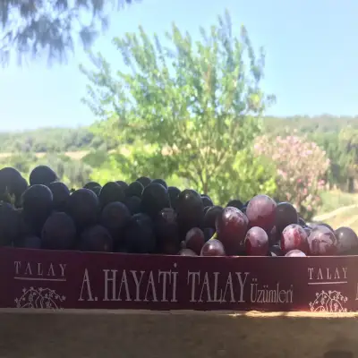 Talay Bağları Konukevi