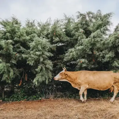 Nayu İğneada