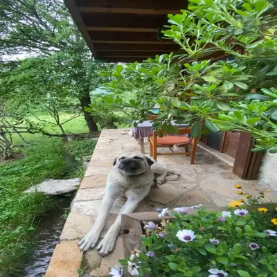 Yeşil Çizme Doğa Evi