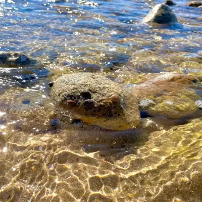 Talay Bağları Konukevi