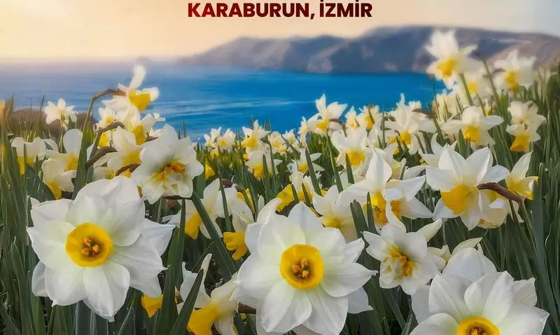 Karaburun Nergis Festivali