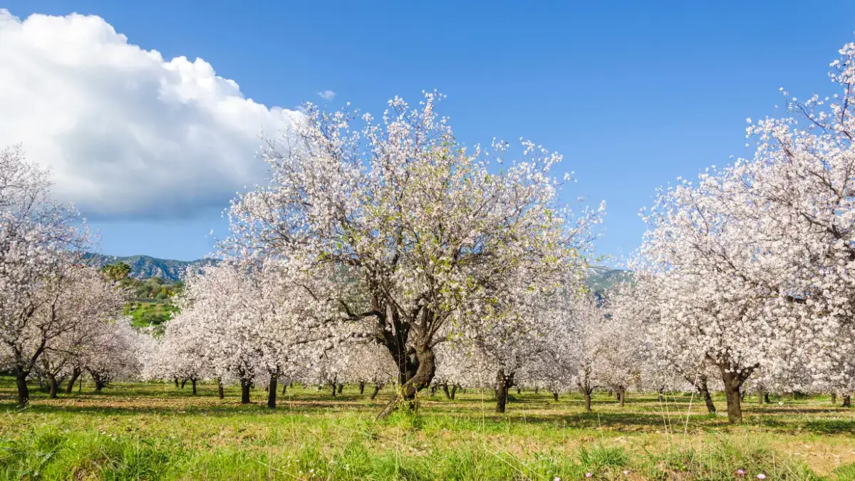 6.Datça Almond Blossom Festival