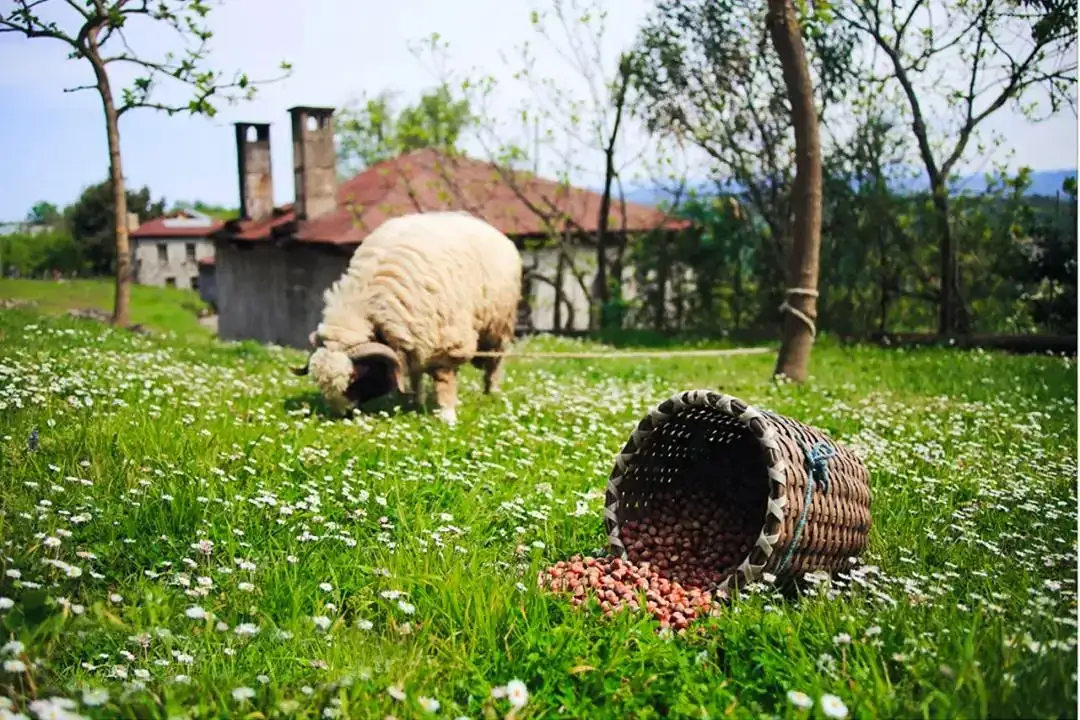 Giresun Küçük ve Butik Otelleri